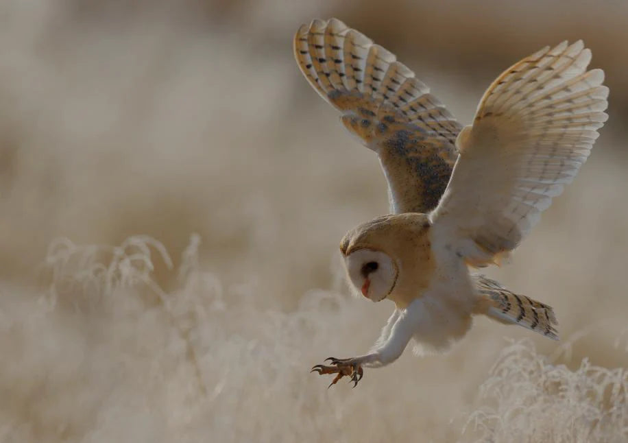 BIRDING & OUTDOOR